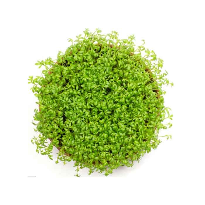 Urter Cresonul pt - Garden cress pot