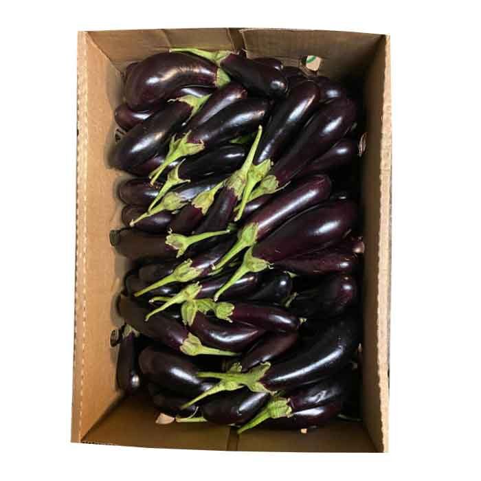 RED-AUBERGINE - 5Kg